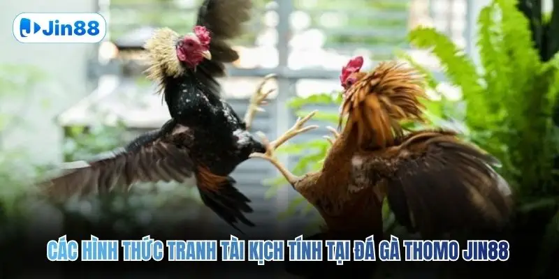 Đá Gà Thomo JIN88 – Quy Tụ 10+ Trận Đấu Mỗi Ngày - hình ảnh - jin88.gu.cc Đá Gà Thomo JIN88 – Quy Tụ 10+ Trận Đấu Mỗi Ngày - hình ảnh - jin88.gu.cc