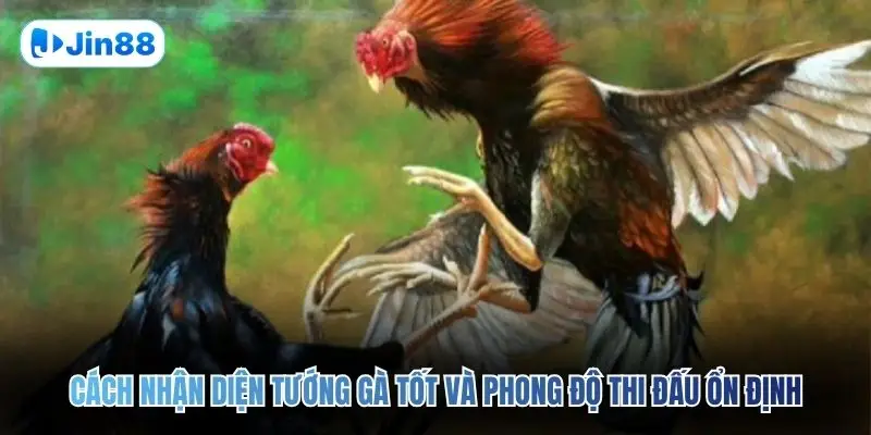 Đá Gà Cựa Sắt JIN88 – Đấu Trường Chân Thực Top 1 2026 - hình ảnh - jin88.gu.cc Đá Gà Cựa Sắt JIN88 – Đấu Trường Chân Thực Top 1 2026 - hình ảnh - jin88.gu.cc