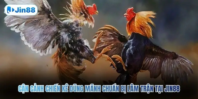 Đá Gà Cựa Sắt JIN88 – Đấu Trường Chân Thực Top 1 2026 - hình ảnh - jin88.gu.cc Đá Gà Cựa Sắt JIN88 – Đấu Trường Chân Thực Top 1 2026 - hình ảnh - jin88.gu.cc