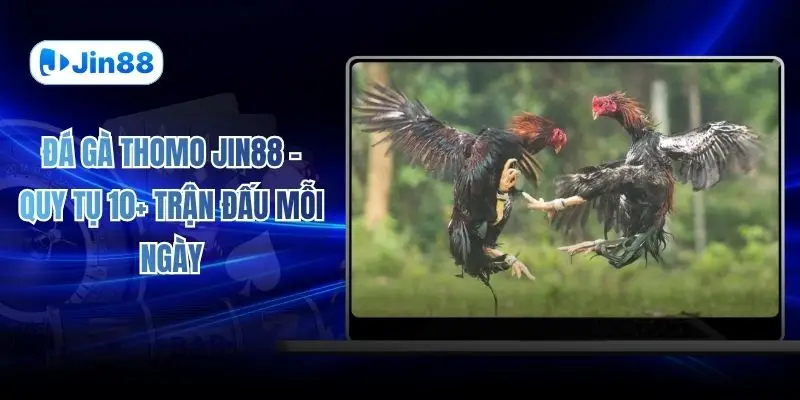 Đá gà JIN88 – jin88hvcam - hình ảnh - jin88.gu.cc