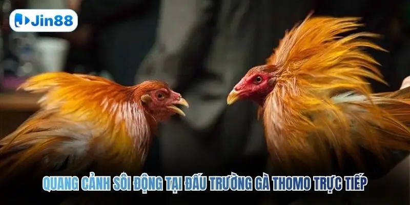 Đá Gà Thomo JIN88 – Quy Tụ 10+ Trận Đấu Mỗi Ngày - hình ảnh - jin88.gu.cc Đá Gà Thomo JIN88 – Quy Tụ 10+ Trận Đấu Mỗi Ngày - hình ảnh - jin88.gu.cc